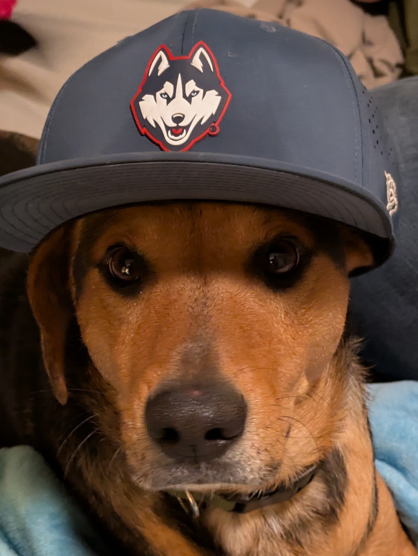 Meeko